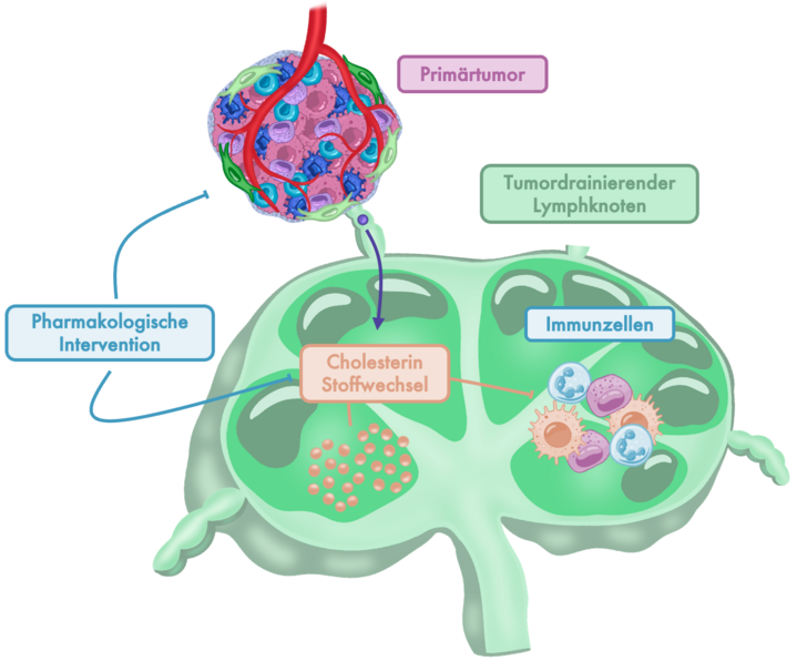 Cholesterinstoffwechselmechanismus-Agriedel